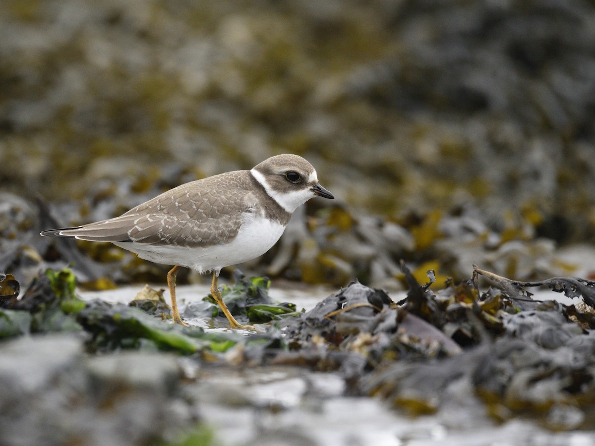 Semipalmated Plover - ML608842399