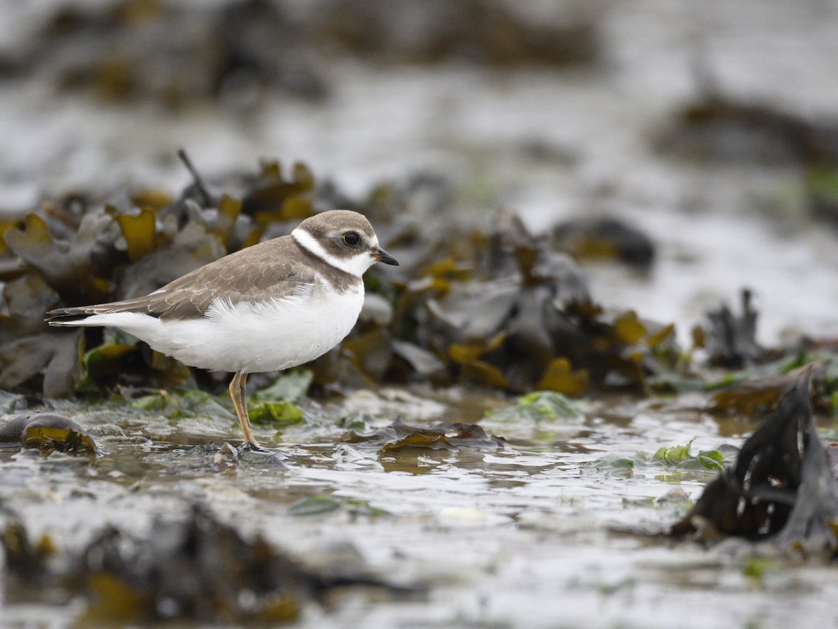 Semipalmated Plover - ML608842402