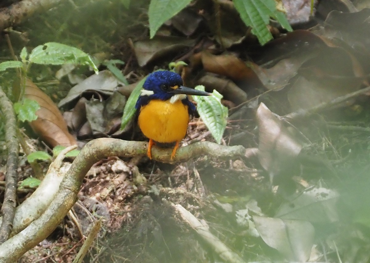 Papuan Dwarf-Kingfisher - ML608842485