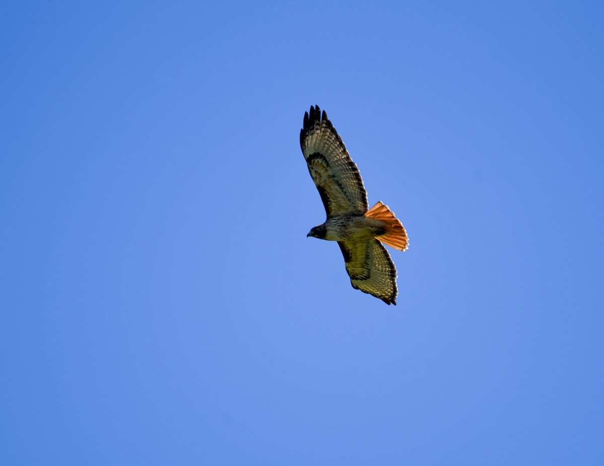 Red-tailed Hawk - virginia rayburn