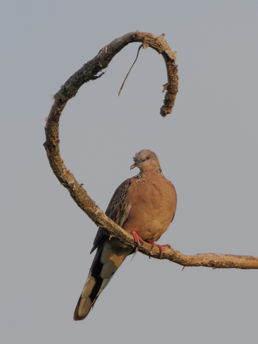 Spotted Dove - ML608842578