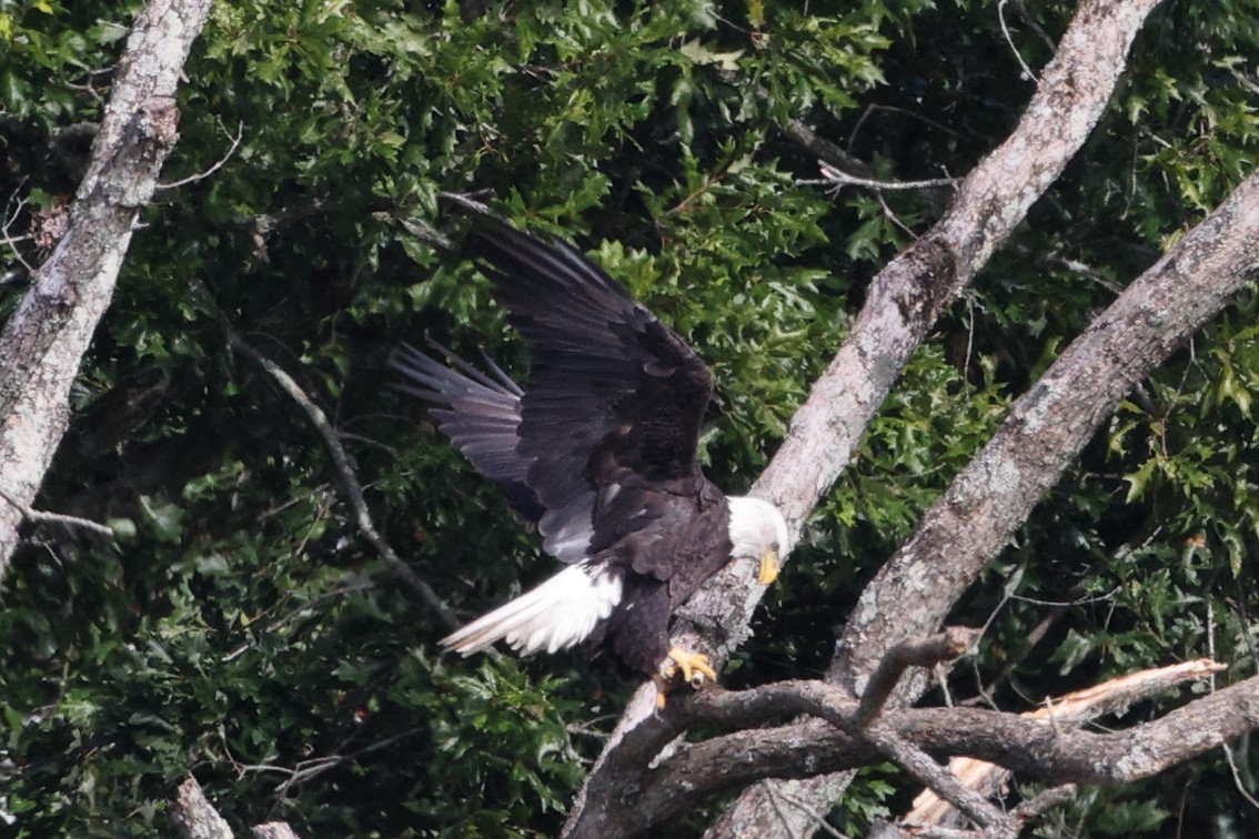 Bald Eagle - ML608842594