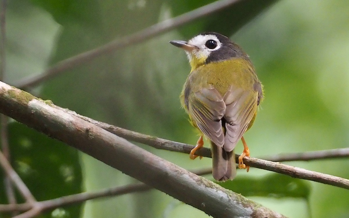 White-faced Robin - Stephan Lorenz