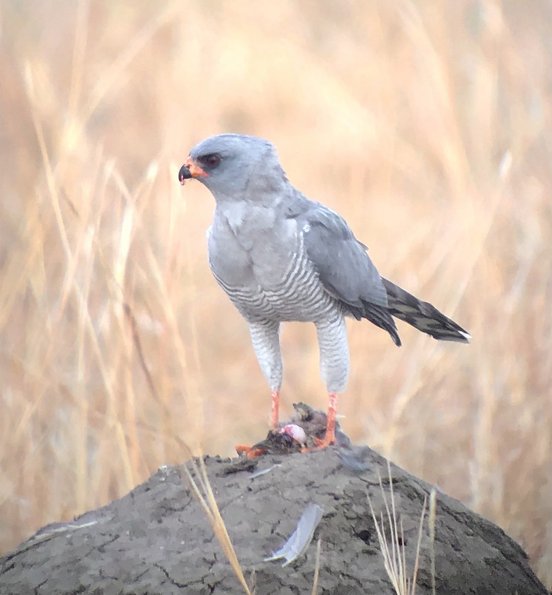 Gabar Goshawk - ML608842657