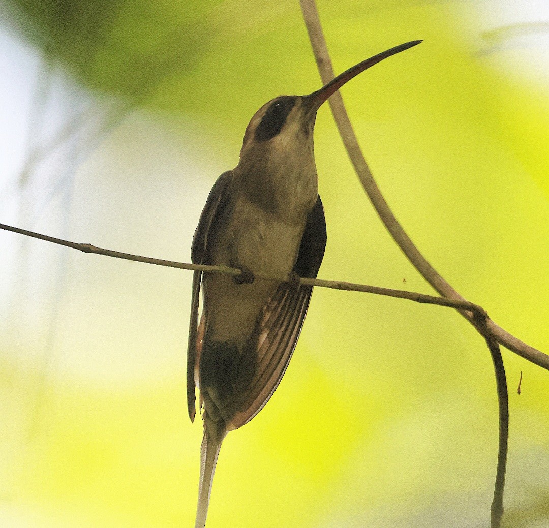 Pale-bellied Hermit - Jorge Alcalá