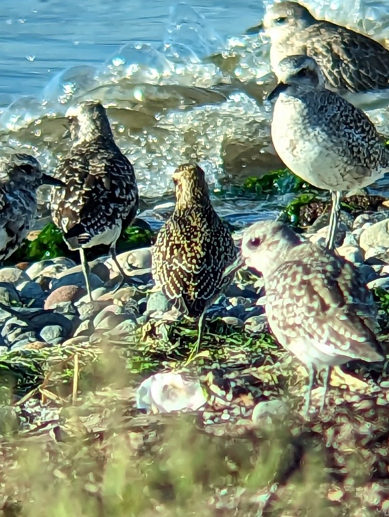 American Golden-Plover - ML608842723