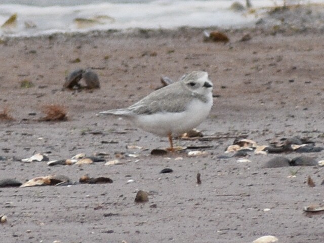 Piping Plover - ML608842927