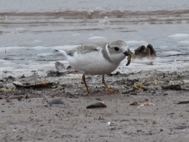 Piping Plover - Don Pearson