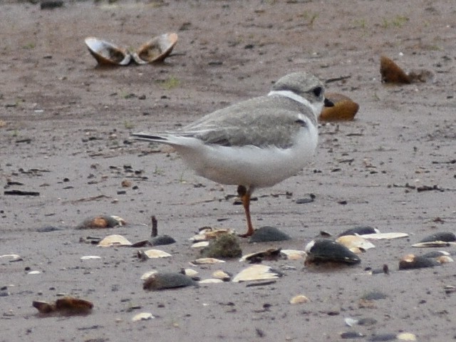 Piping Plover - ML608842929