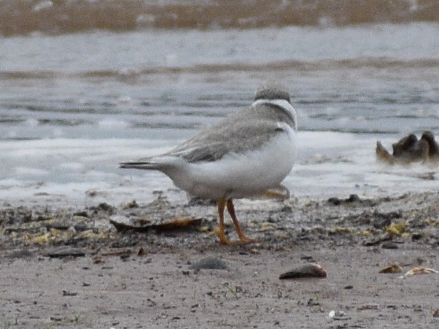 Piping Plover - ML608842930