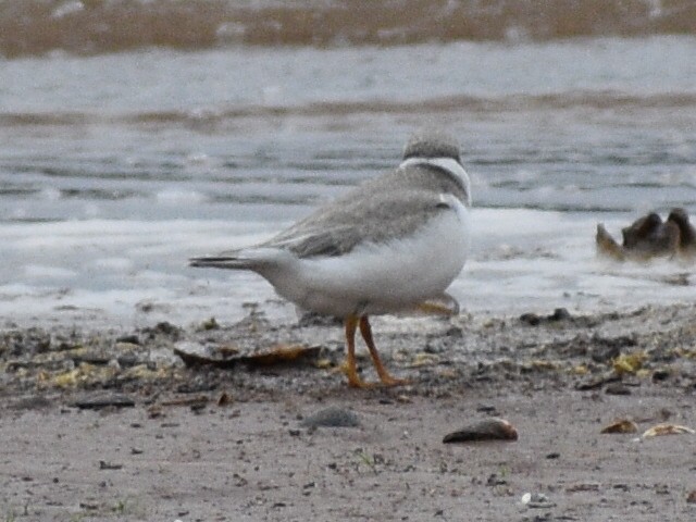 Piping Plover - Don Pearson