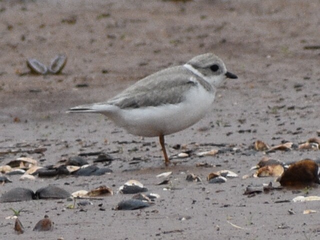 Piping Plover - ML608842931