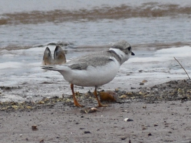 Piping Plover - ML608842932