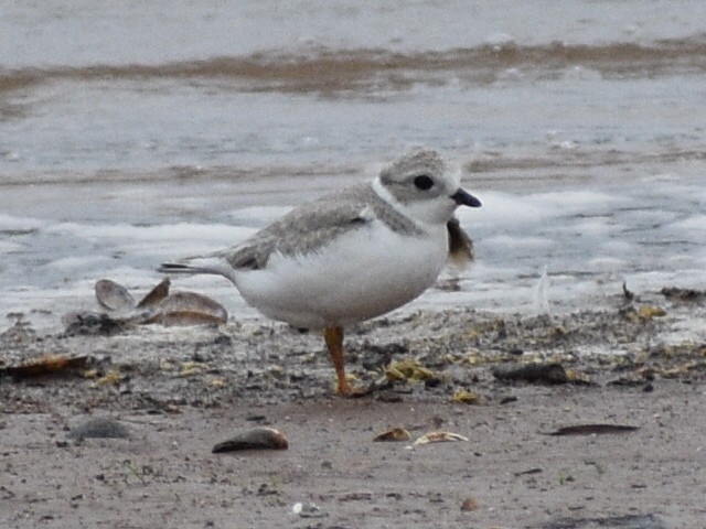 Piping Plover - ML608842933