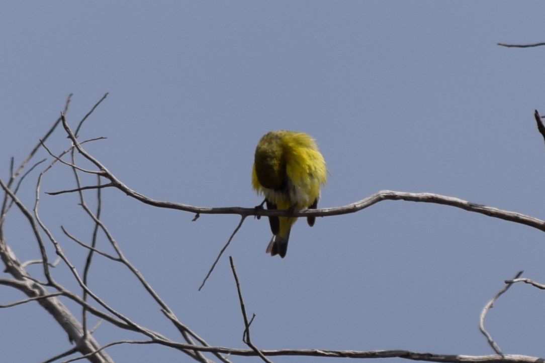 Lesser Goldfinch - ML608842972