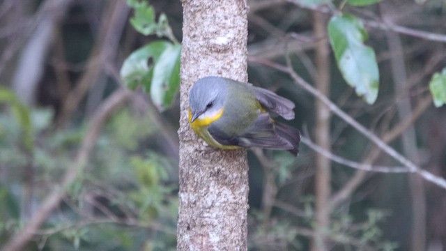 Eastern Yellow Robin - ML608843033