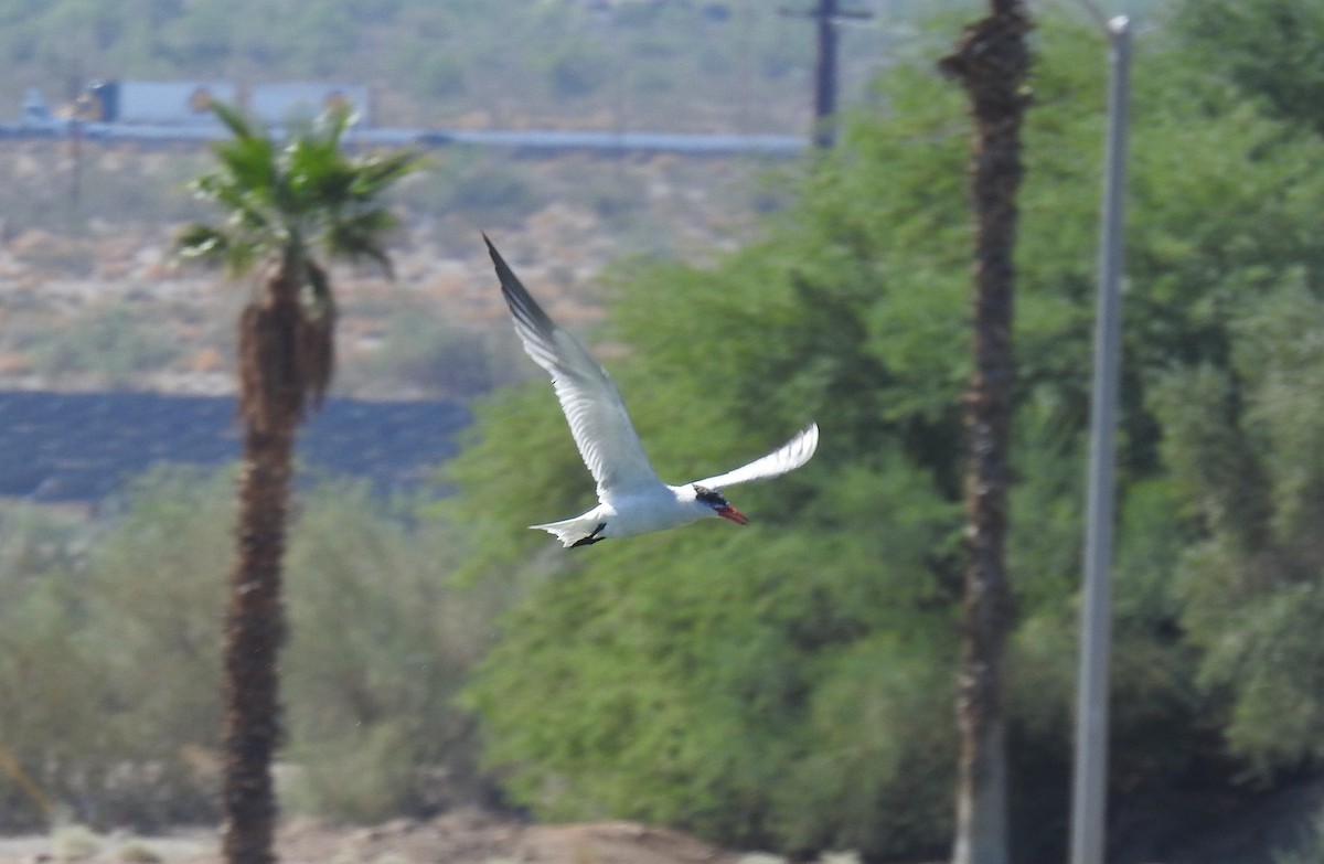 Caspian Tern - ML608843070