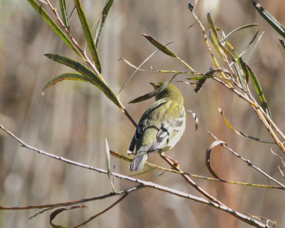 Blackpoll Warbler - ML608843076