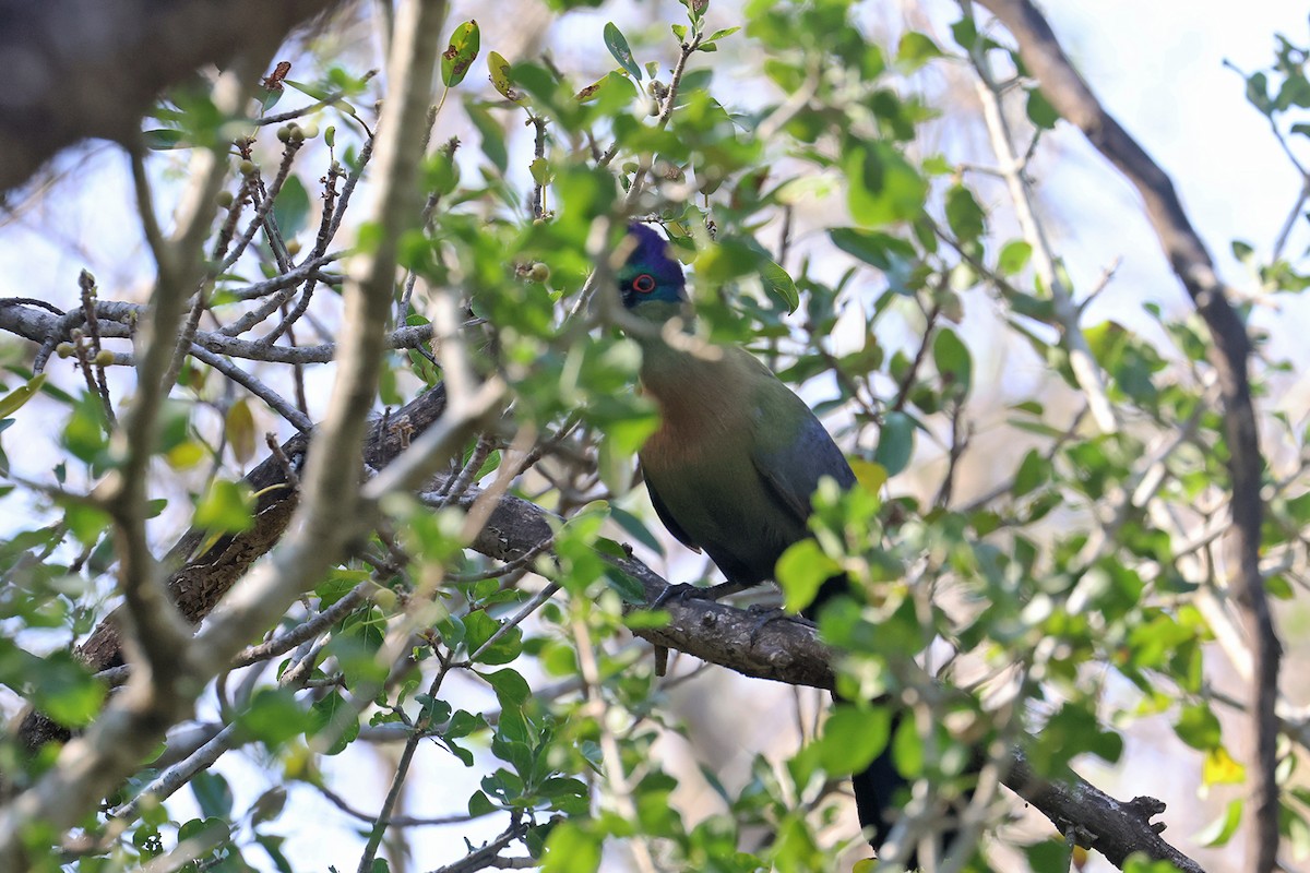 Purple-crested Turaco - Charley Hesse TROPICAL BIRDING