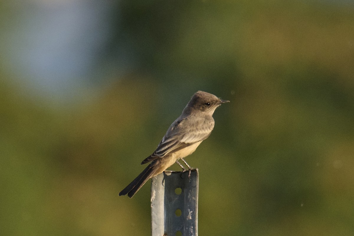 Say's Phoebe - ML608843107