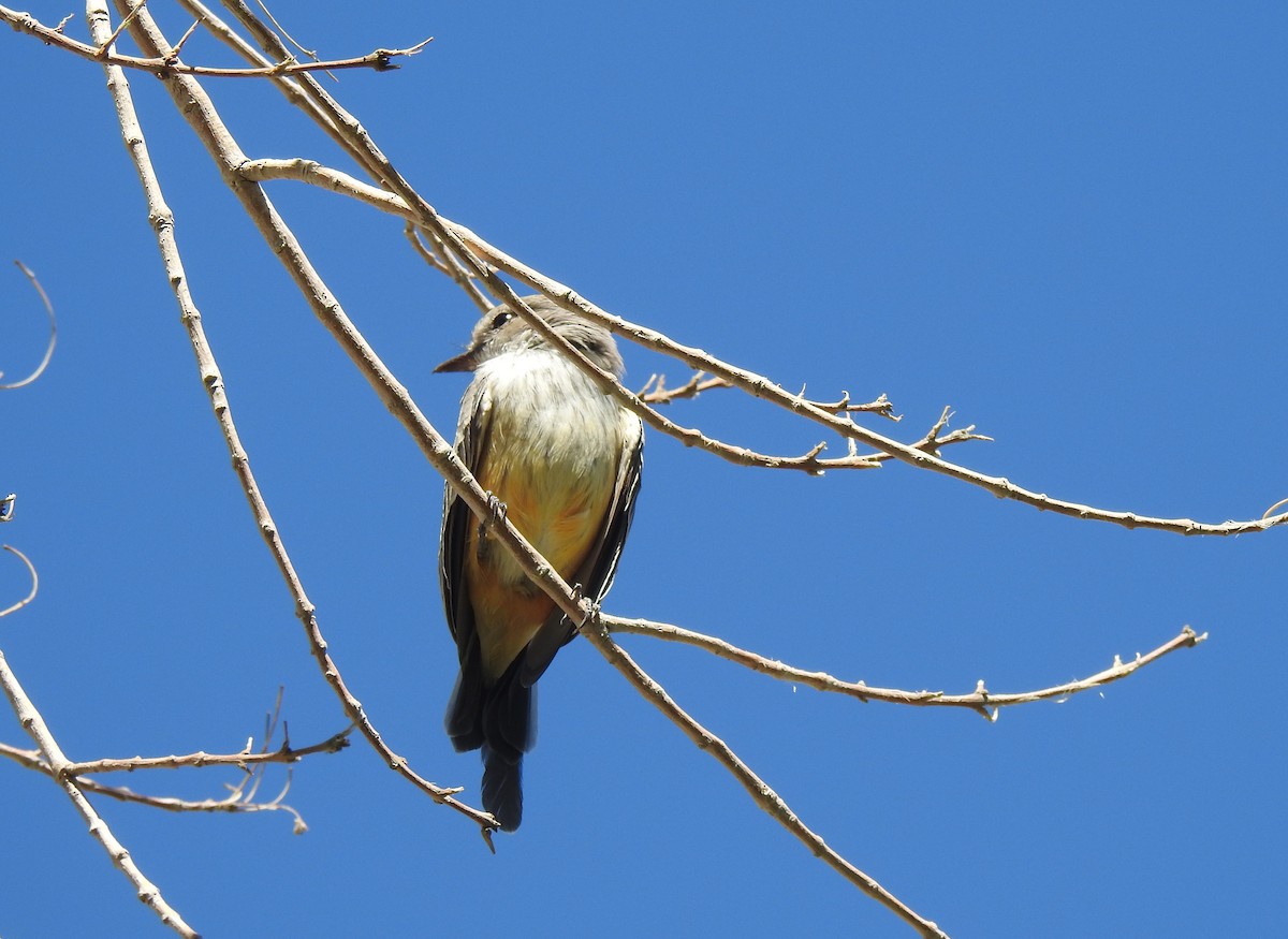 Vermilion Flycatcher - ML608843118