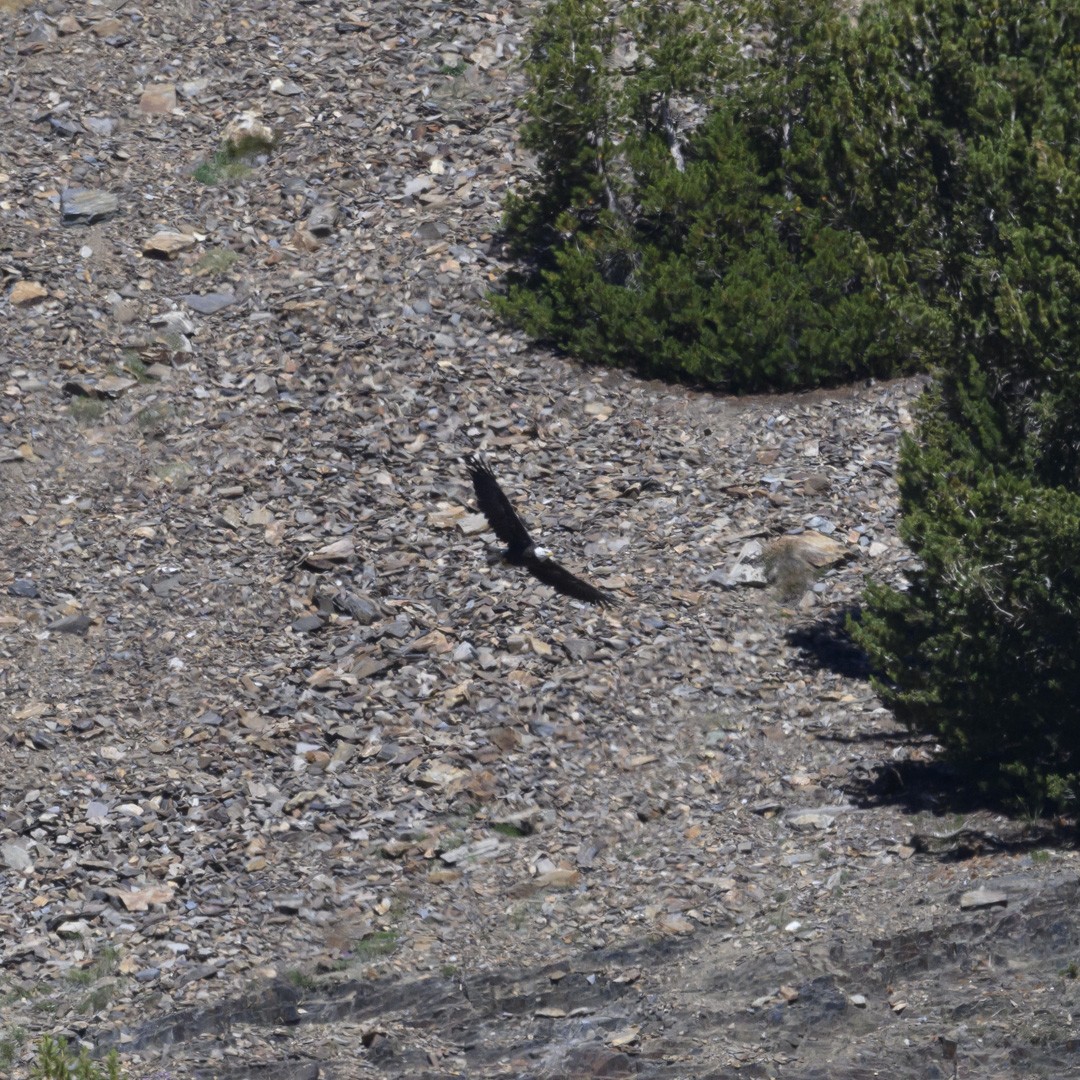 Bald Eagle - ML608843128