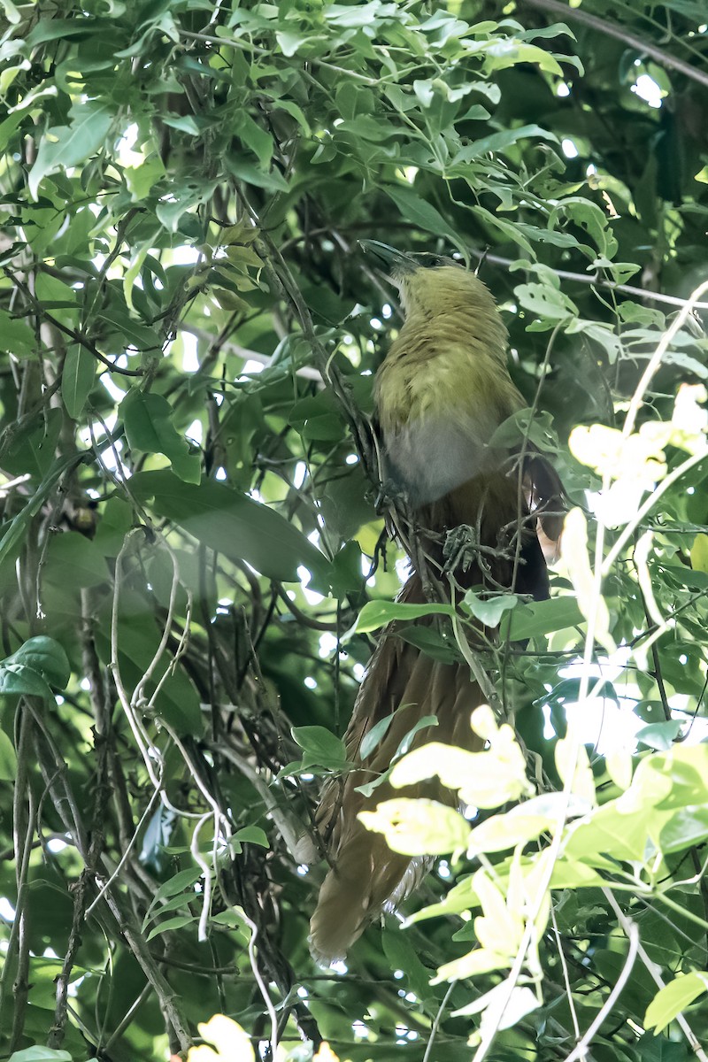 Bay Coucal - ML608843167