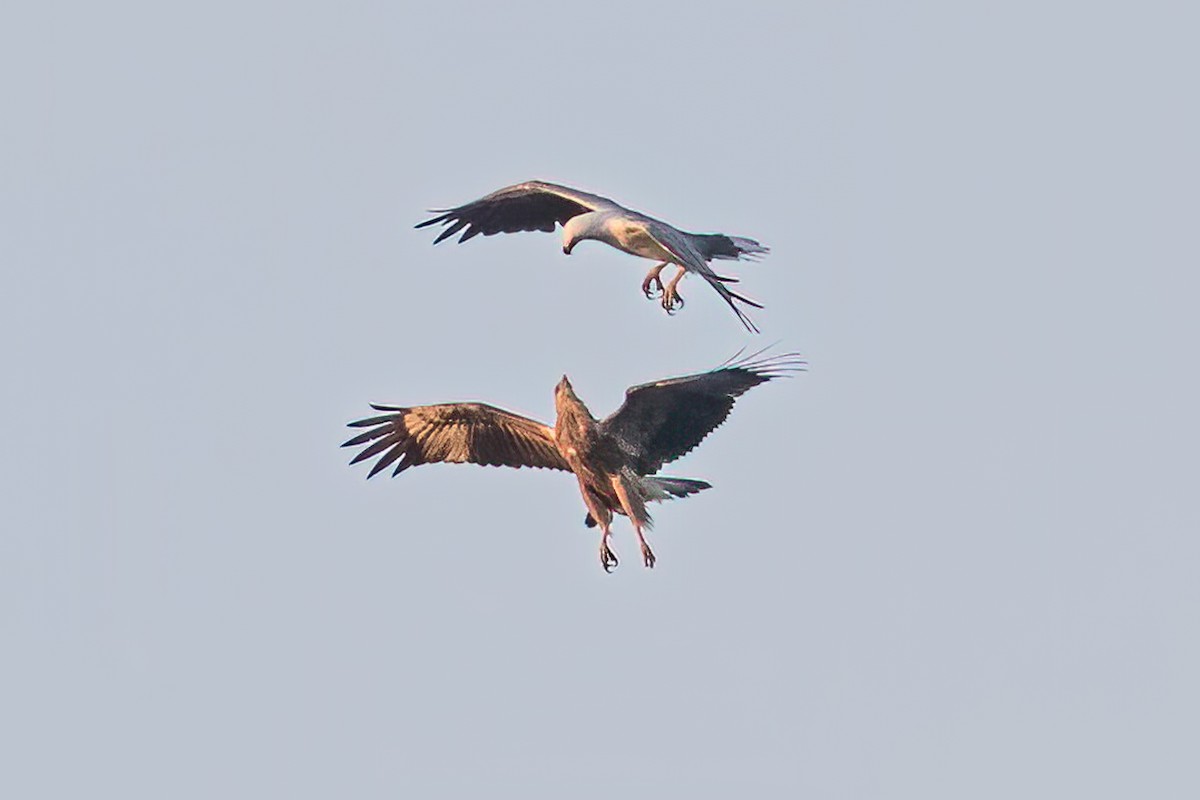 White-bellied Sea-Eagle - ML608843194