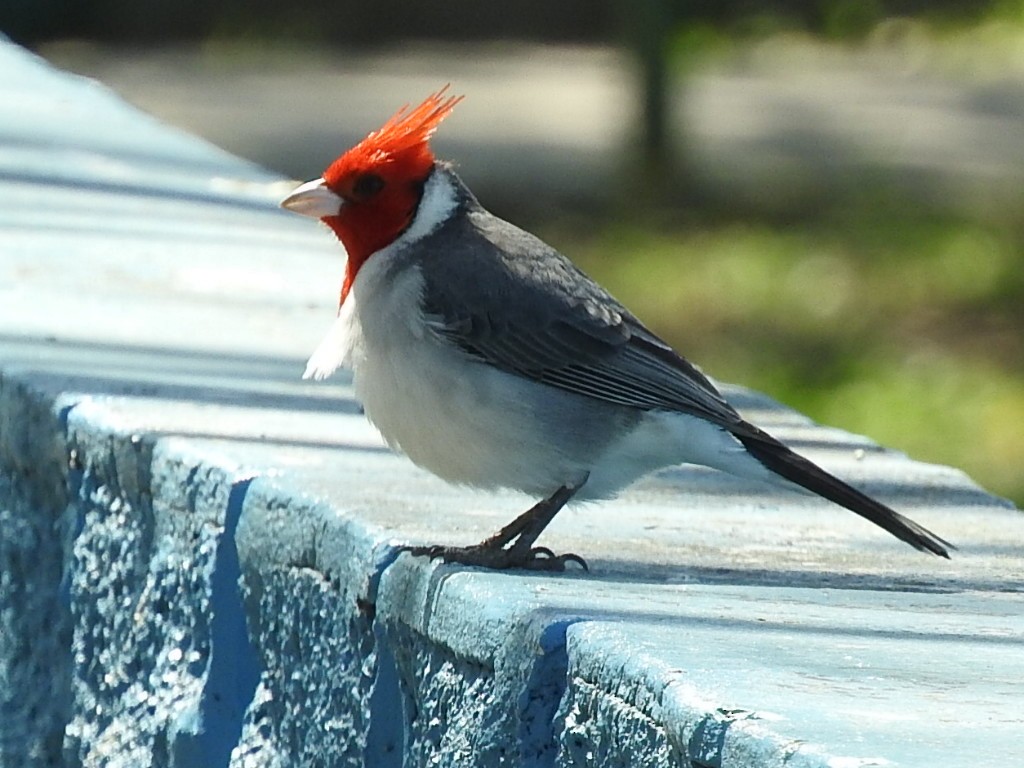 Red-crested Cardinal - ML608843208