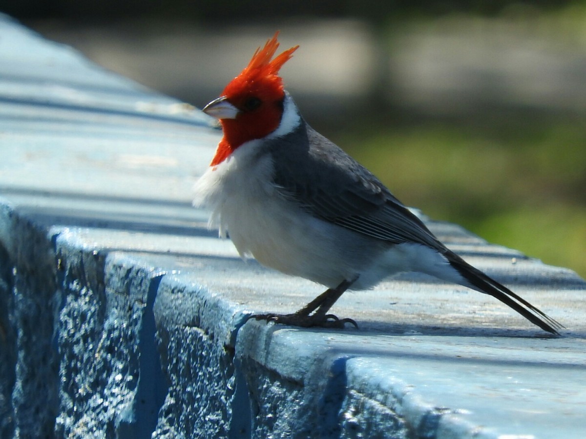 Red-crested Cardinal - ML608843212