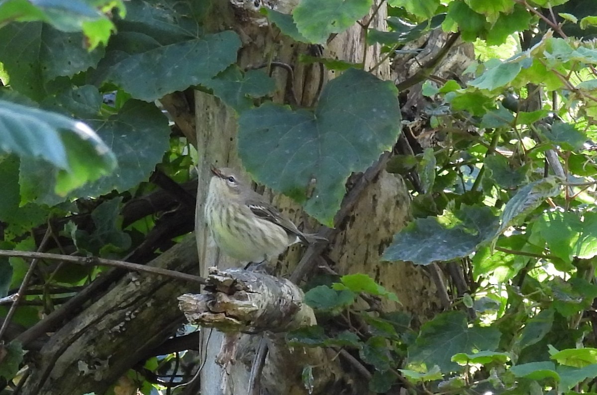 Cape May Warbler - ML608843285