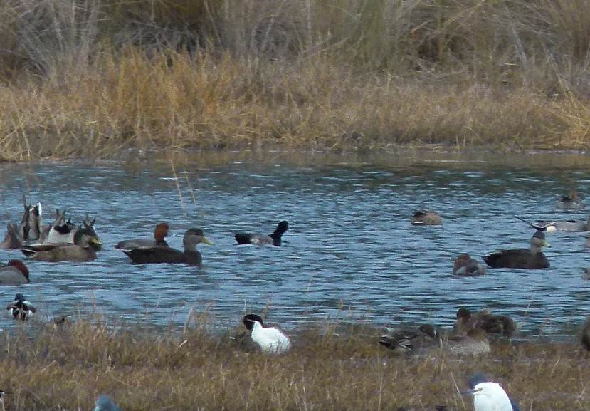 American Black Duck - ML608843290