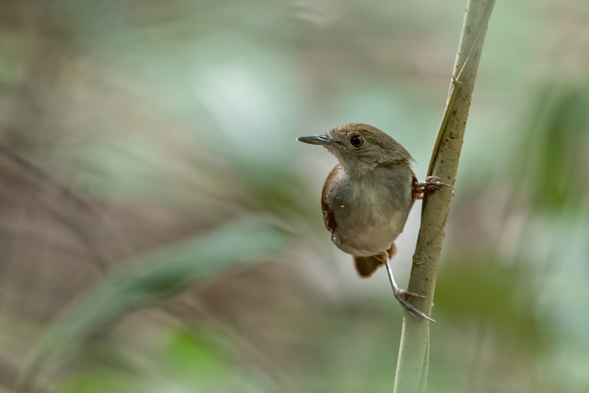 Sulawesi Babbler - Raymond  Dan