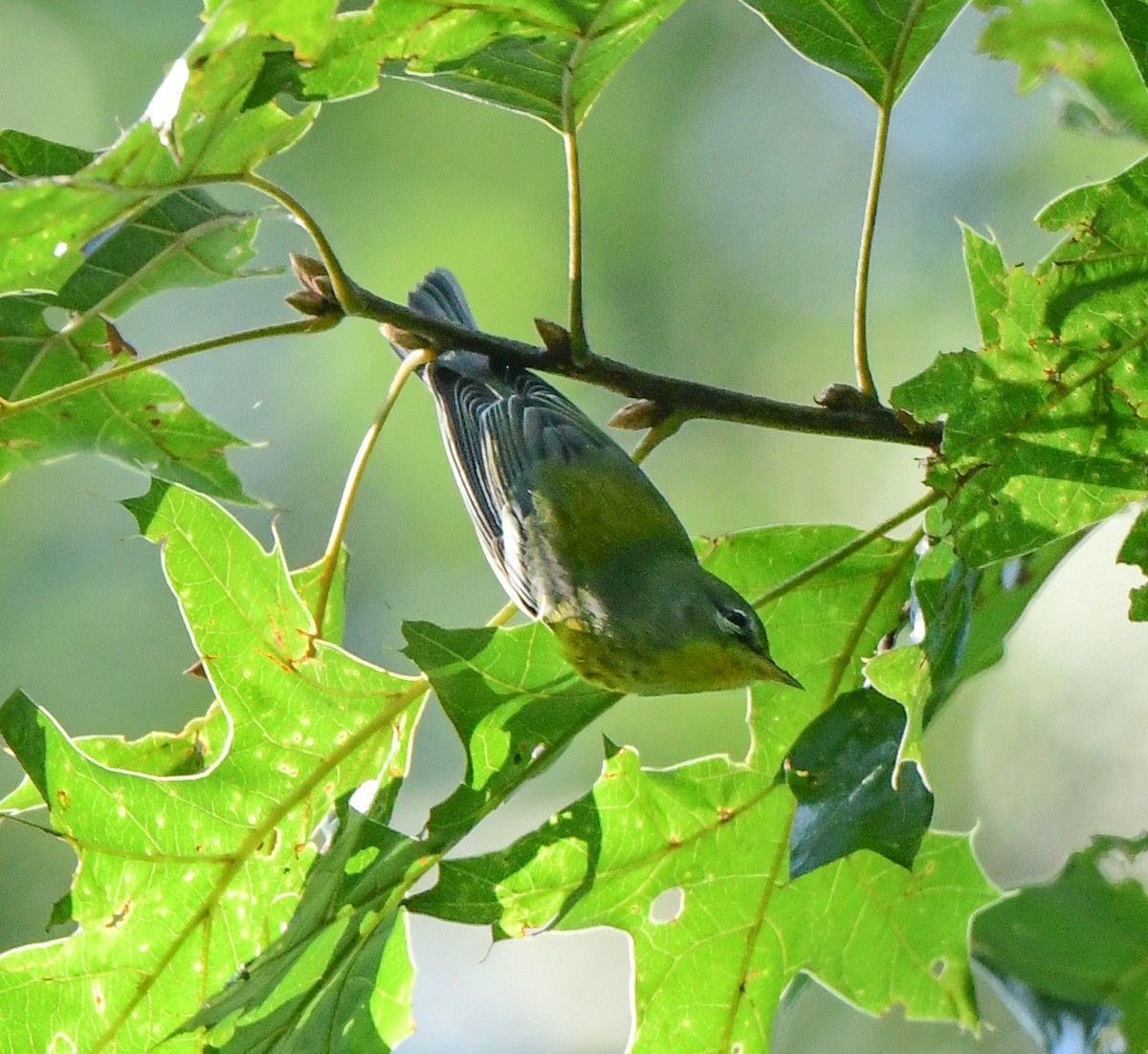 Northern Parula - ML608843449