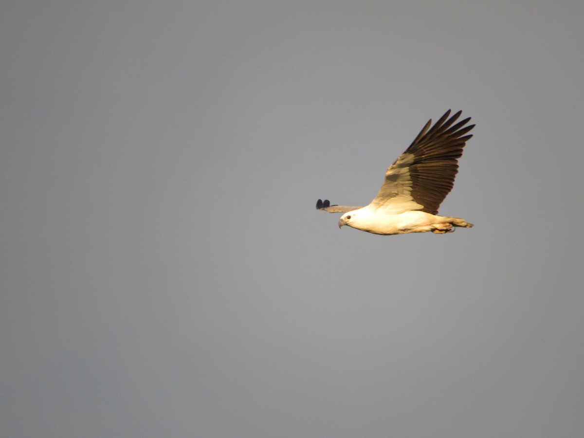 White-bellied Sea-Eagle - ML608843559