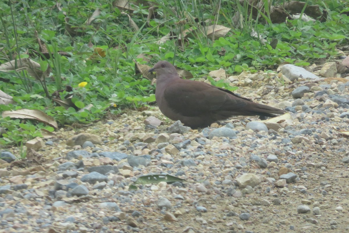 holub vínový (ssp. subvinacea/berlepschi) - ML608843664