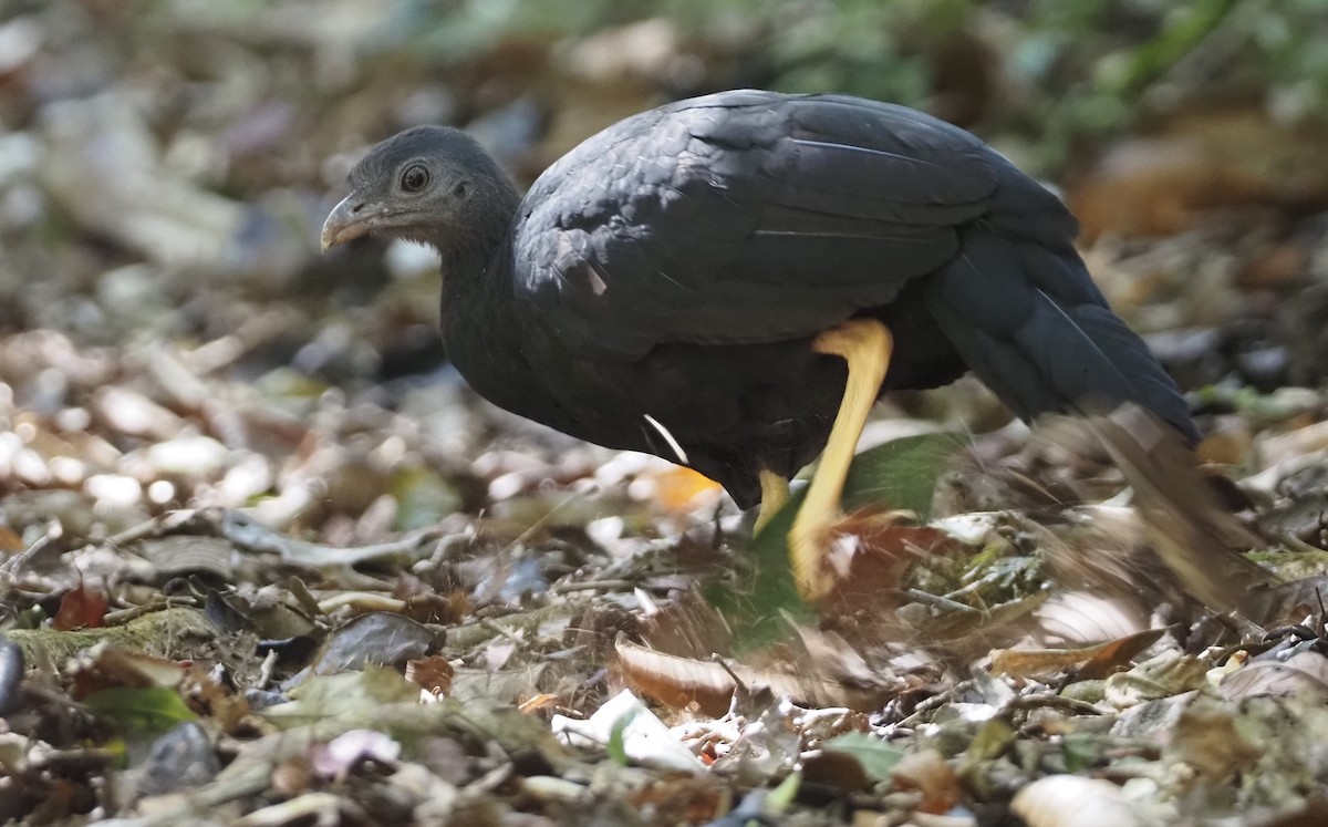 Yellow-legged Brushturkey - Stephan Lorenz / Rockjumper Birding Tours