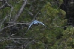 Pinyon Jay - ML608843681