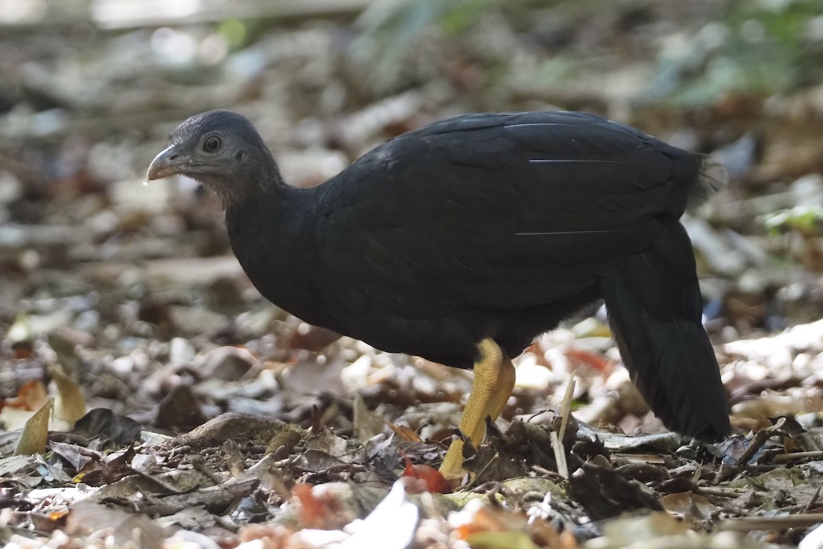 Yellow-legged Brushturkey - ML608843700