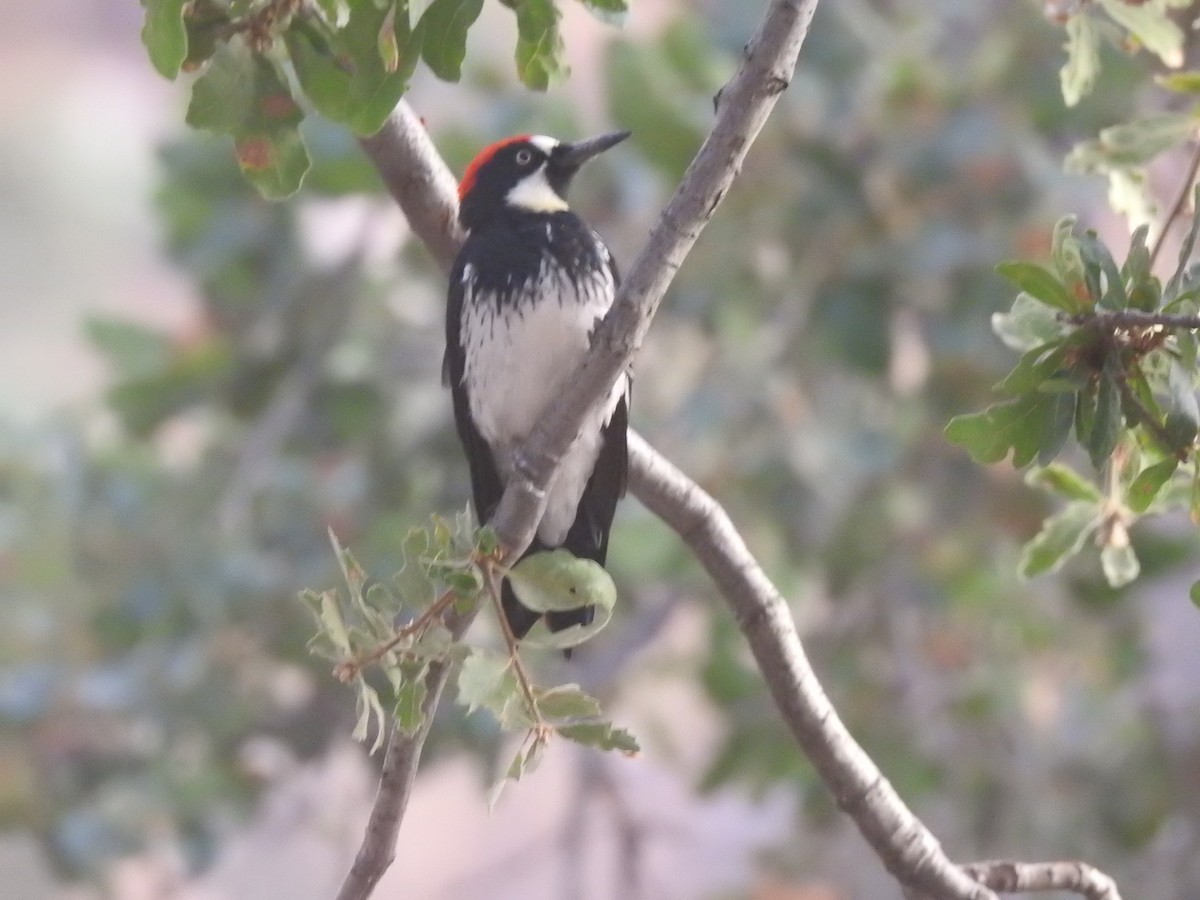 Acorn Woodpecker - ML608843706