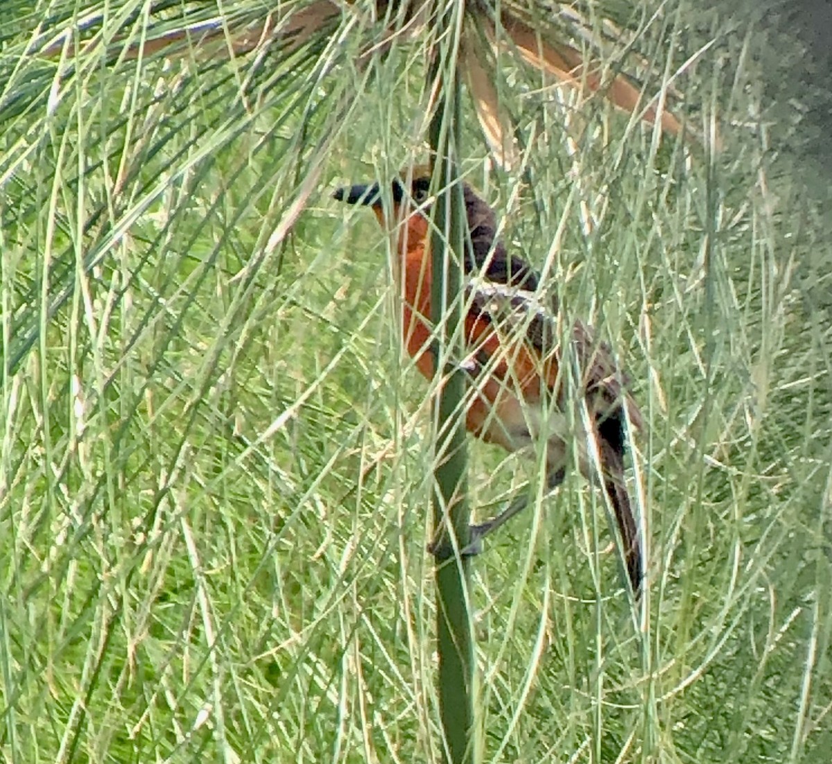 Bubú de Los Papiros - ML608843711