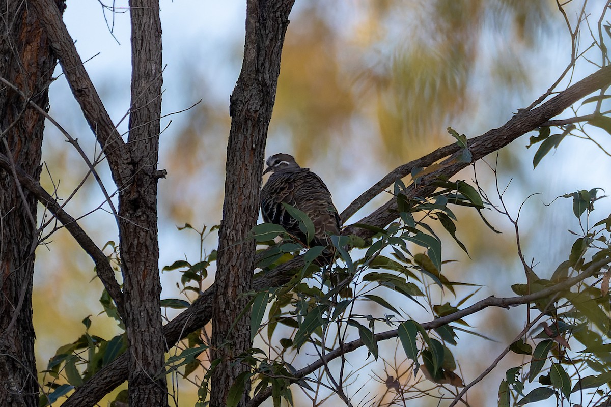 Common Bronzewing - ML608843712