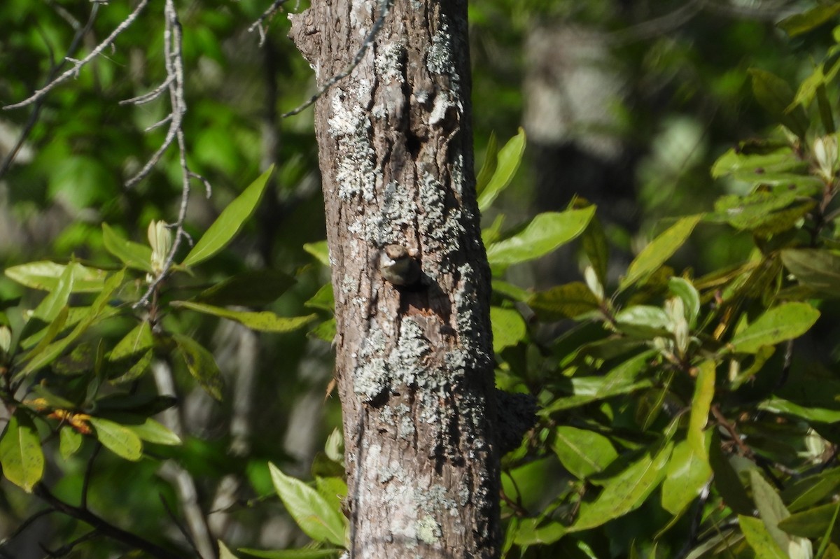 Brown-headed Nuthatch - ML608843771