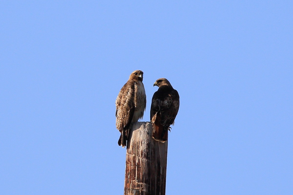 Red-tailed Hawk - Sean Smith