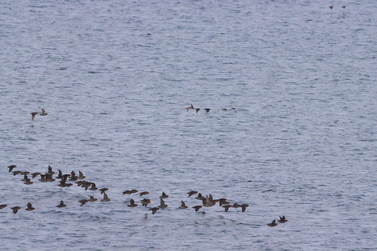 Crested Auklet - ML608843798