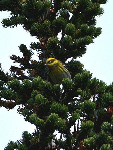 Townsend's Warbler - ML608843802