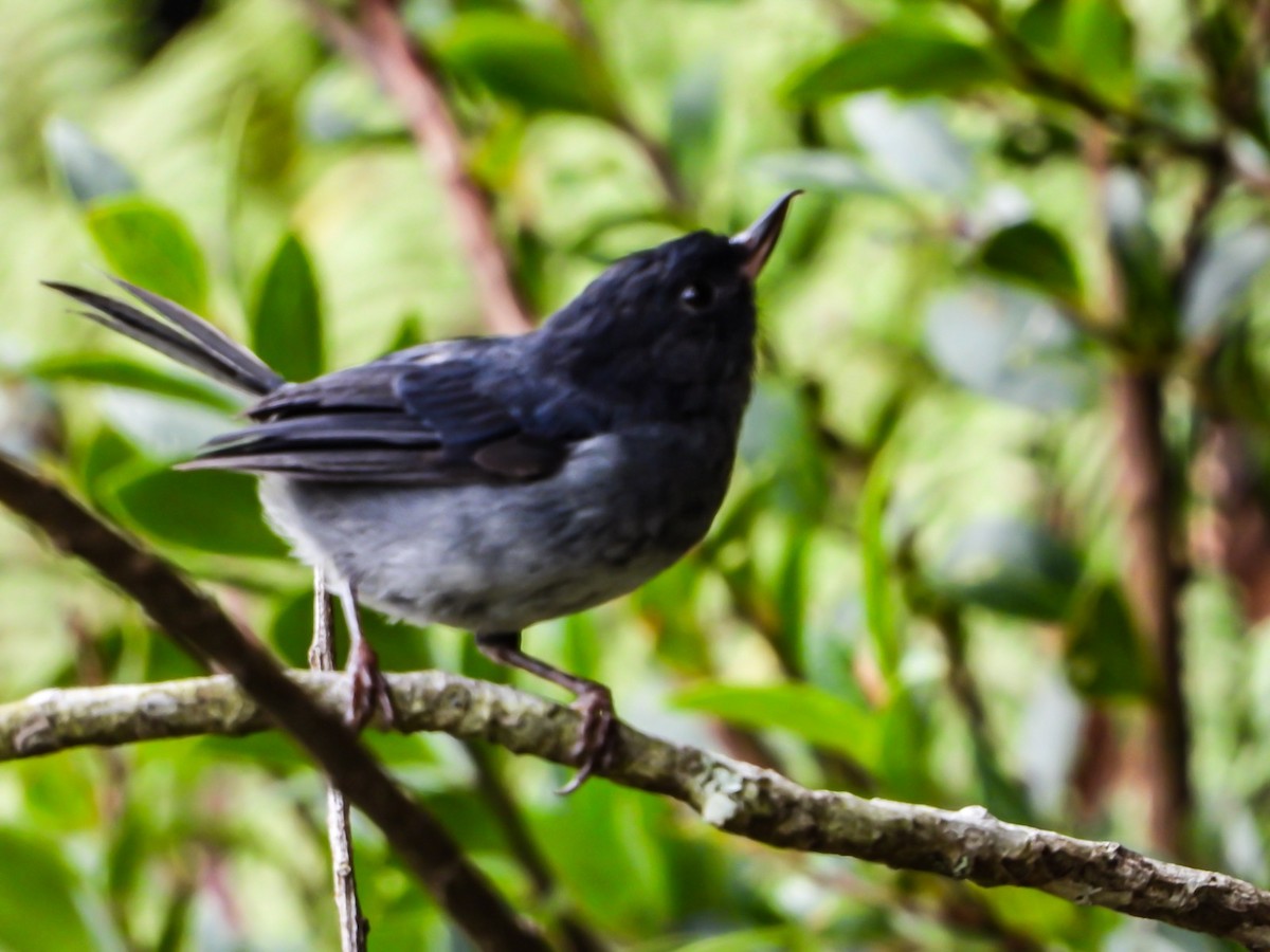 Slaty Flowerpiercer - Ana Lourdes Acuña