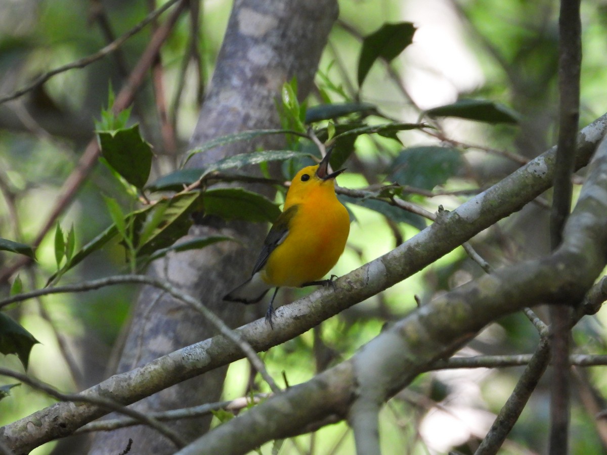 Prothonotary Warbler - ML608843947
