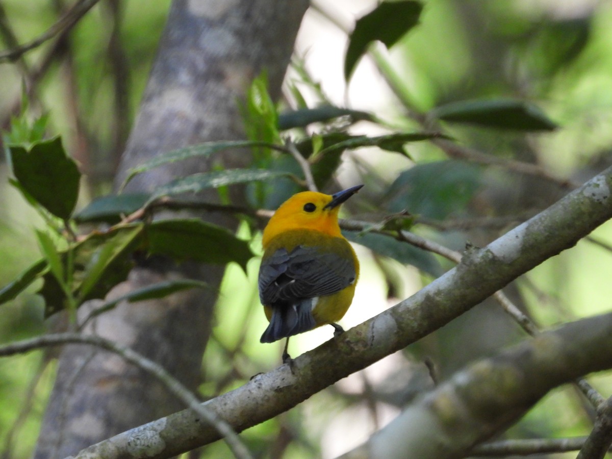 Prothonotary Warbler - ML608843948