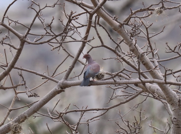 Peruvian Pigeon - ML608843983